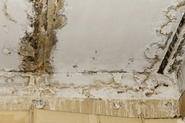 Best Black Mold Removal  in Cresaptown, MD