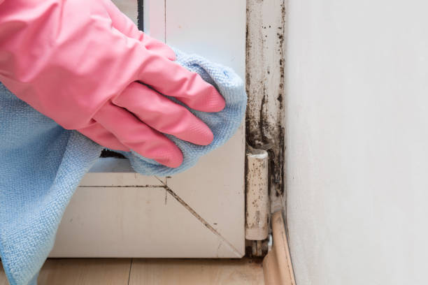 Best Residential Mold Inspection & Testing  in Cresaptown, MD